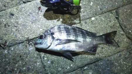 緊急司令：南芦屋浜 北側水道調査