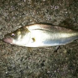 ホームでショート調査