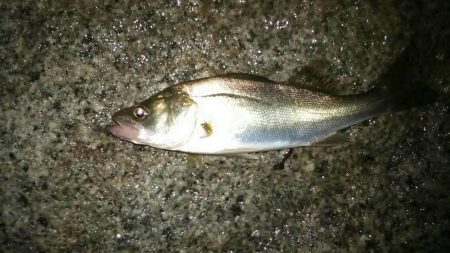 ホームでショート調査