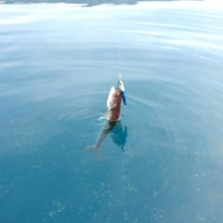 今年初ゴムボート