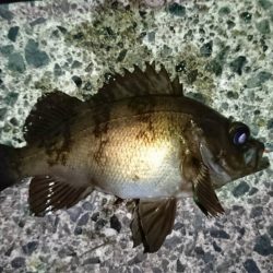 メバルとヤリイカ