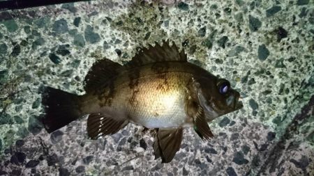 メバルとヤリイカ