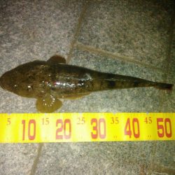 ふらっとふぃっしゅ