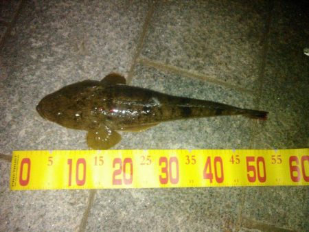 ふらっとふぃっしゅ