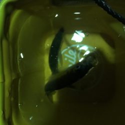 サビキとアジング