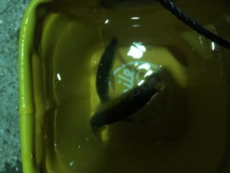 サビキとアジング