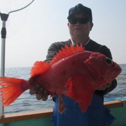 アコウとタイ釣り