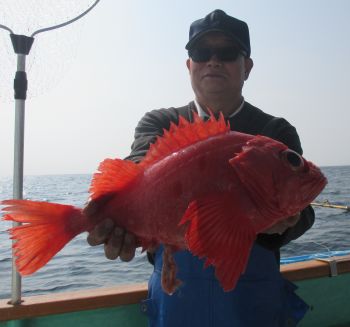 アコウとタイ釣り