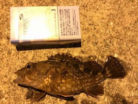 沖のデカメバルには会えず・・・