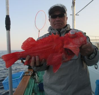 土佐安芸のハマちゃん　