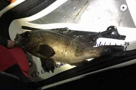 思ってたよりは釣れなかったけど・・・