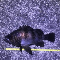 数はボチボチ サイズイマイチ