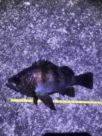 数はボチボチ サイズイマイチ