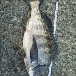 鯛のノッコミ始まってます。