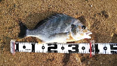 2日連続キビレゲット。フックが折れました。…