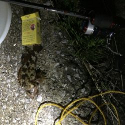 チニング撃沈メバル居残り