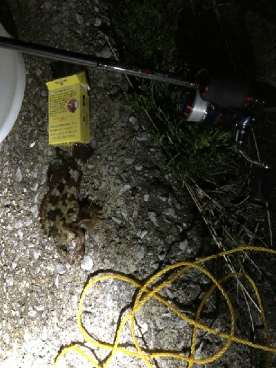 チニング撃沈メバル居残り