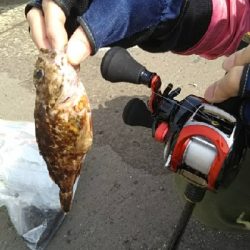 ガシラを求めて