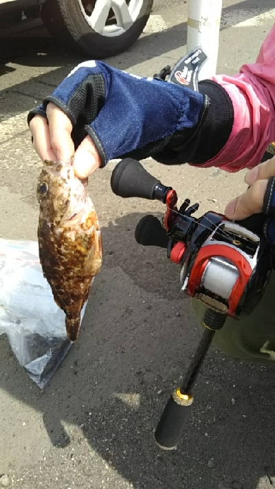 ガシラを求めて