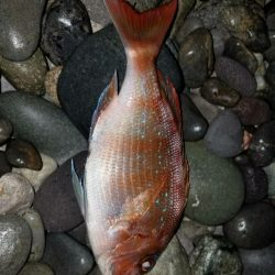 ノッコミ鯛の最終調査