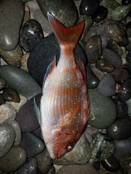 ノッコミ鯛の最終調査