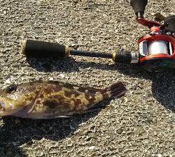 ガシラを求めて3