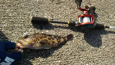 ガシラを求めて3