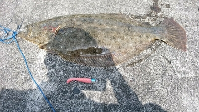 初場所サーフ調査