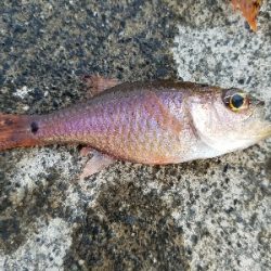 五目釣り　～色んな魚が釣れればと～