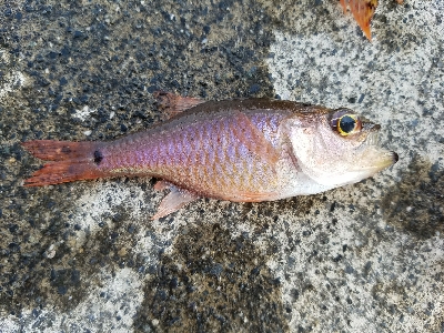 五目釣り　～色んな魚が釣れればと～