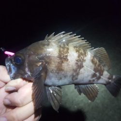 津ヨットハーバー　バチ抜け