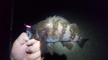 津ヨットハーバー　バチ抜け