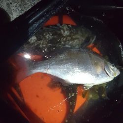 ヨットハーバーリベンジ