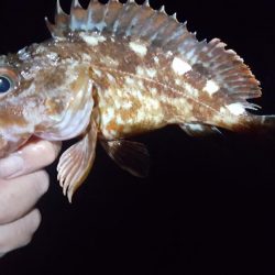 日本鋼管先端メバリング