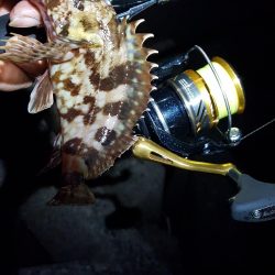 ガッシーまつり