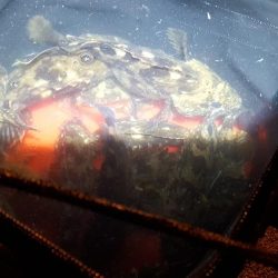 どこへ行ってもカサゴばかり