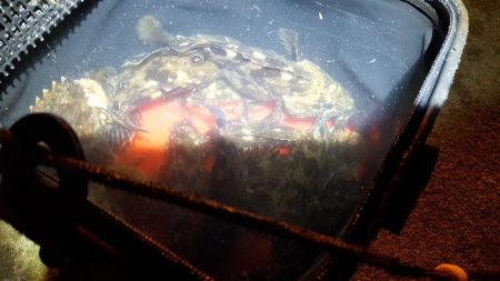 どこへ行ってもカサゴばかり