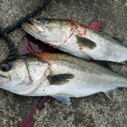 メバリングからのスズキ