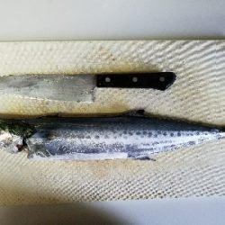 よーくひきました！