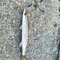 カマスフィッシング