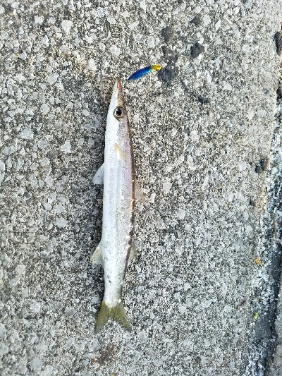 カマスフィッシング