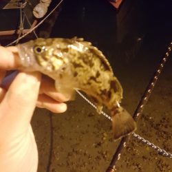 メバリング好調