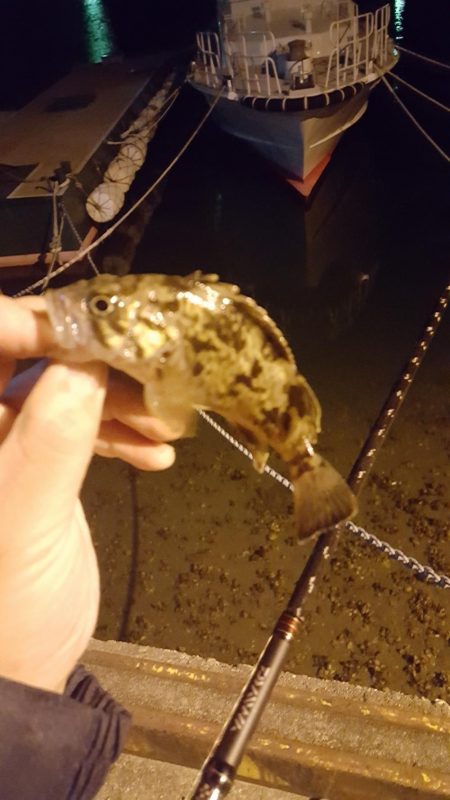 メバリング好調