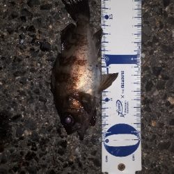 ご近所メバリングへ