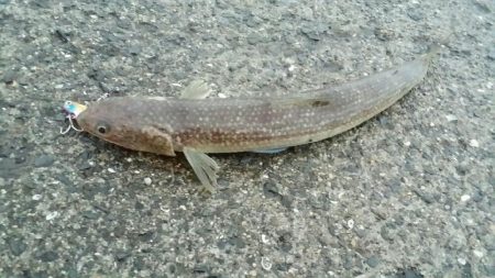 タチウオ撃沈です