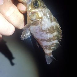 なかなかのサイズが出るようになってきました