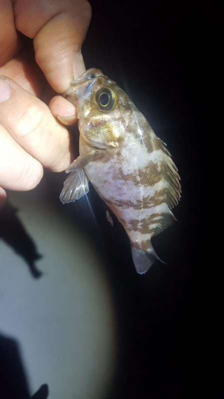 なかなかのサイズが出るようになってきました