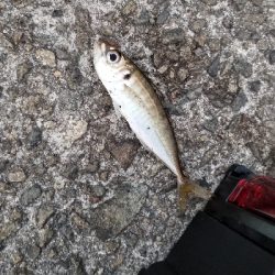 4ヵ月ぶりの坊主回避！！