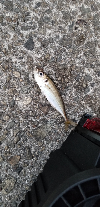 4ヵ月ぶりの坊主回避！！