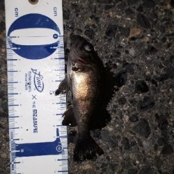 やっぱ、メバリング